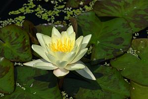 2025-08039876 Tower Hill Botanic Garden, MA